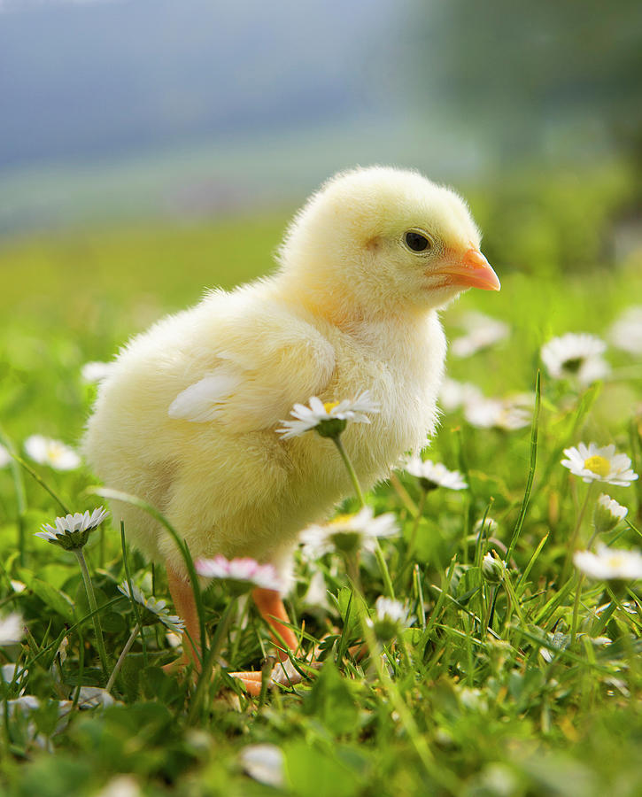 Austria, Baby Chicken In Meadow, Close Photograph by Westend61