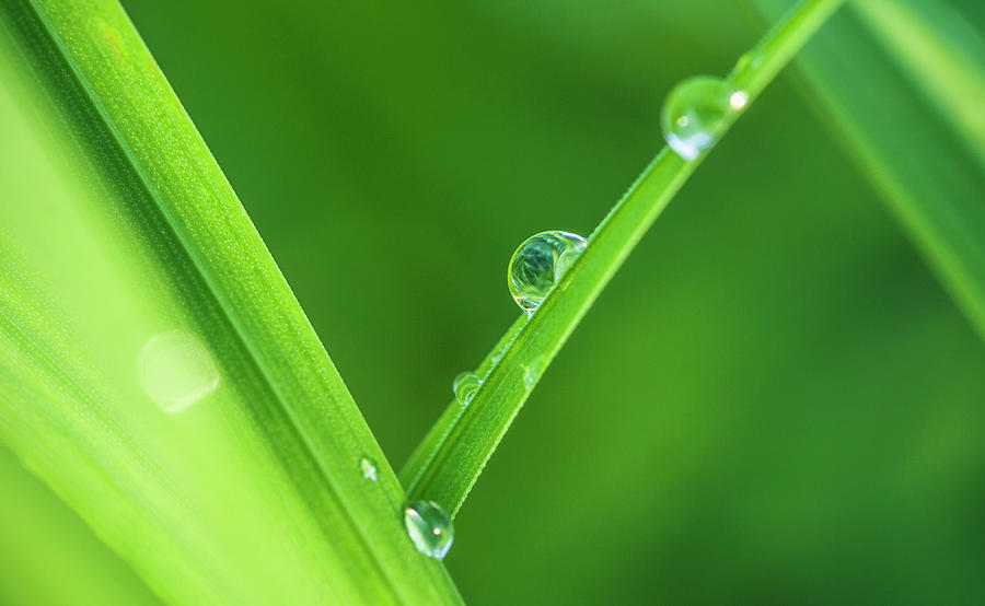 Austria, Close Up Of Water Drops On Leaf Photograph by Westend61