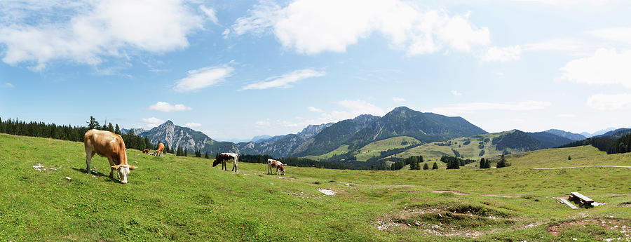 Austria, Cow Grazing On Alp Pasture At Photograph by Westend61