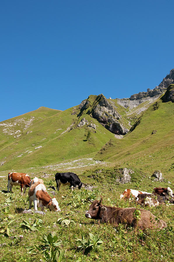 Austria, Cows Grazing On Meadow In Photograph by Westend61