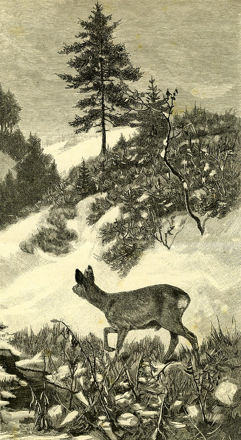 Wildlife Drawing - Austria Deer 1891 by Austrian School