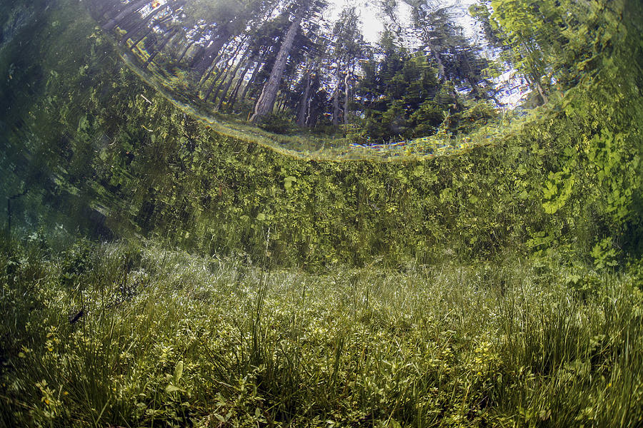 Austria, Styria, Tragoess, Upward view under water at the Green Lake Photograph by Westend61