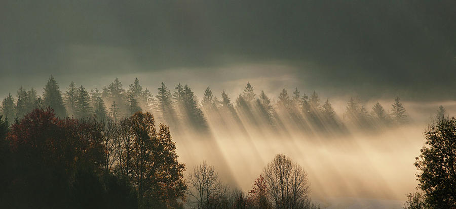 Austria, Sunbeam On Foggy Forest During Photograph by Westend61