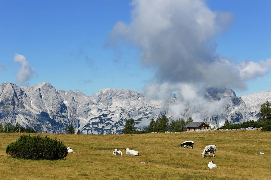 Austria, Upper Austria, Cows Grazing Photograph by Westend61