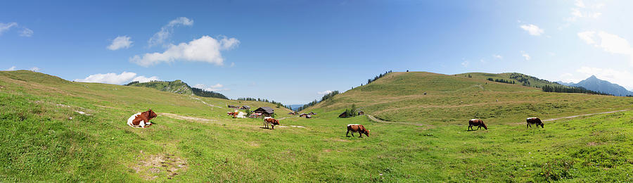 Austria, View Of Cow Grazing On Alp Photograph by Westend61