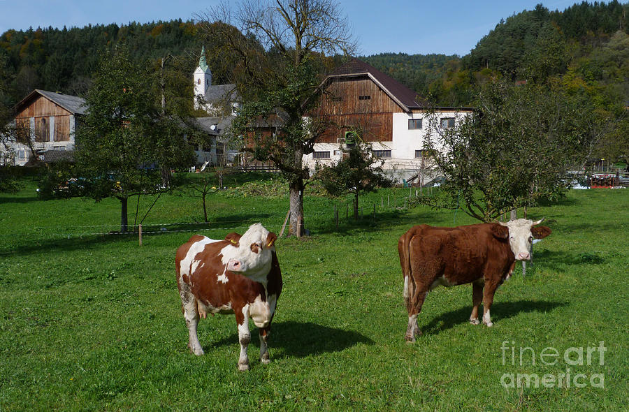 Austrian Farm Photograph by Phil Banks