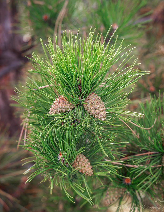 Austrian Pine  Photograph by Aaron Burrows
