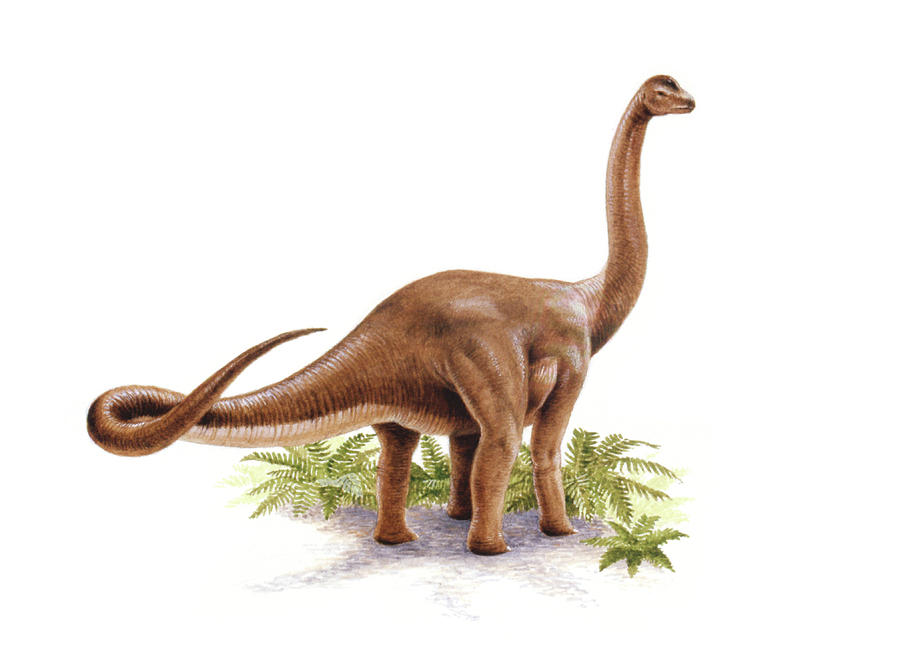 austrosaurus