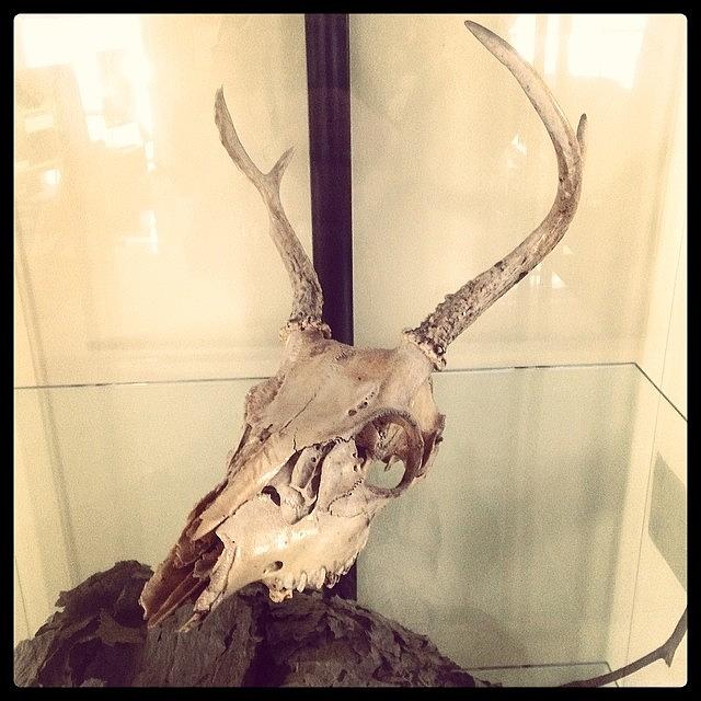 Skull Photograph - Authentic Demon Skull. #skull #demon by Craig Kempf