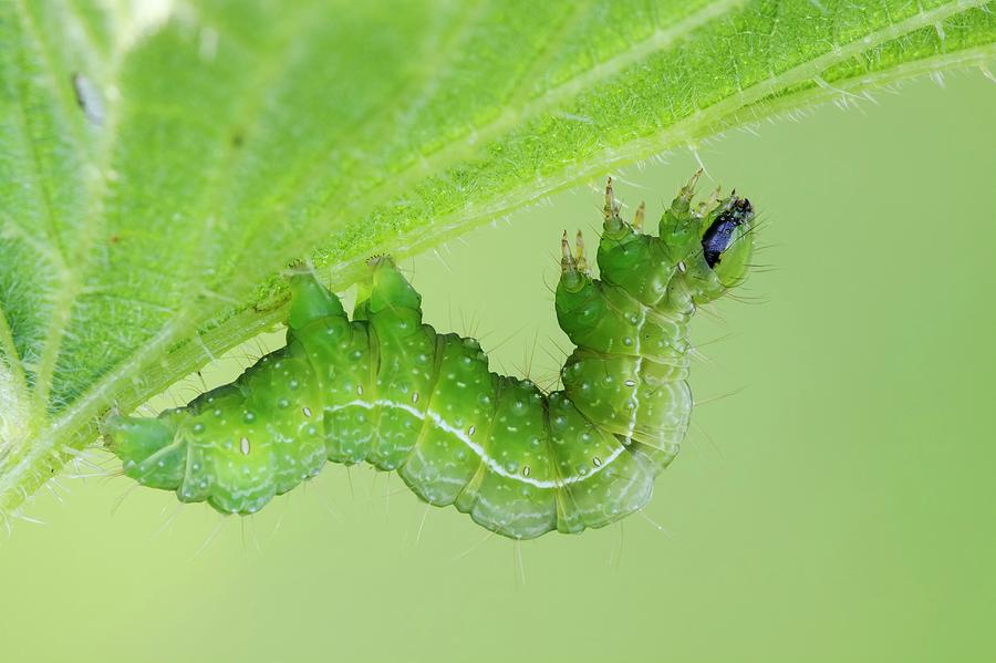 Autographa Sp. Caterpillar Photograph by Heath Mcdonald/science Photo Library