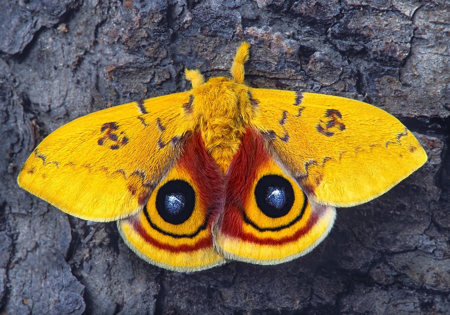 Wildlife Photograph - Automeris io silk moth by Robert Jensen