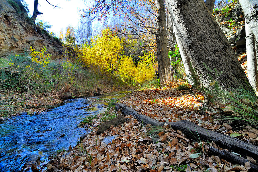 Tree Photograph - Autumn river #1 by Guido Montanes Castillo