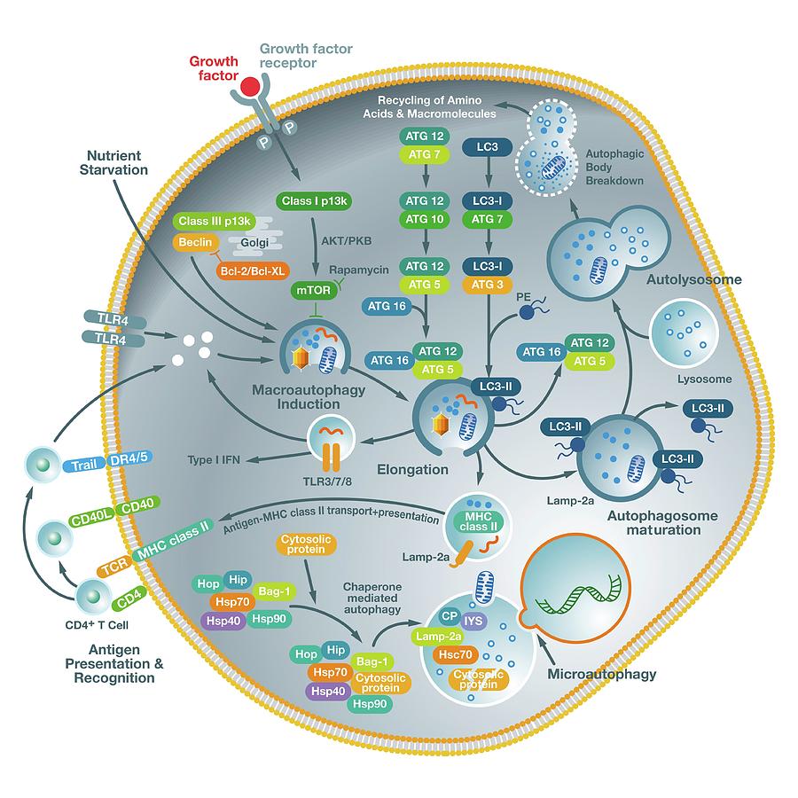 Autophagy Mechanisms Photograph By Jose Antonio Penas Science Photo Library Pixels