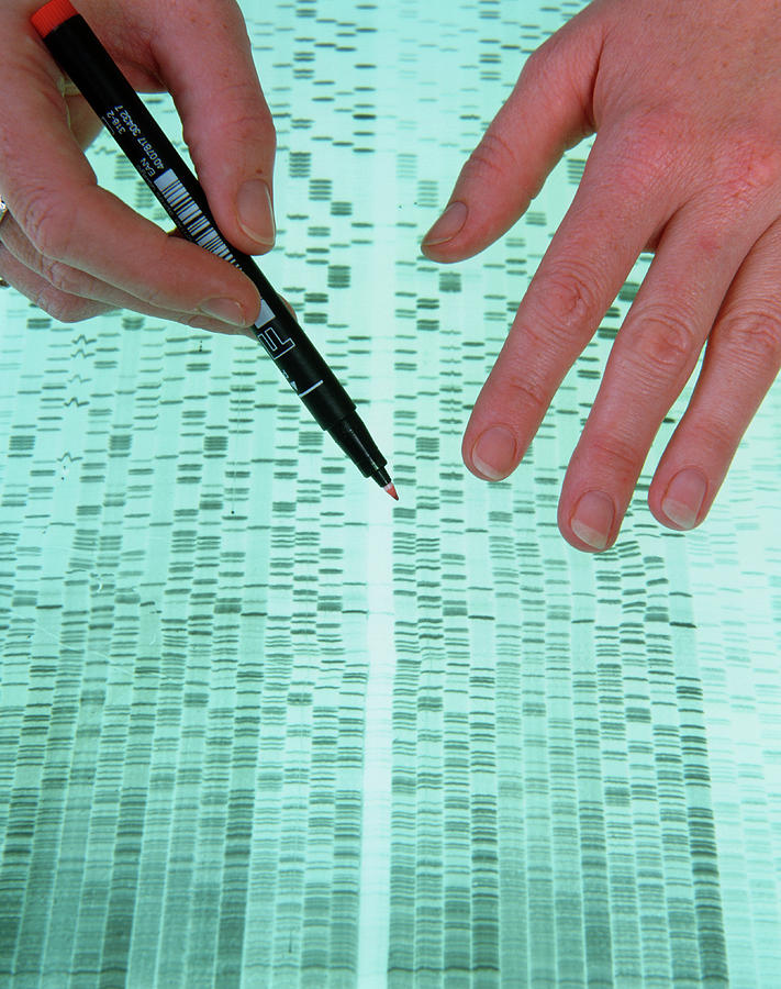 Autoradiogram For Dna Sequencing Photograph by Simon Fraser/science Photo Library