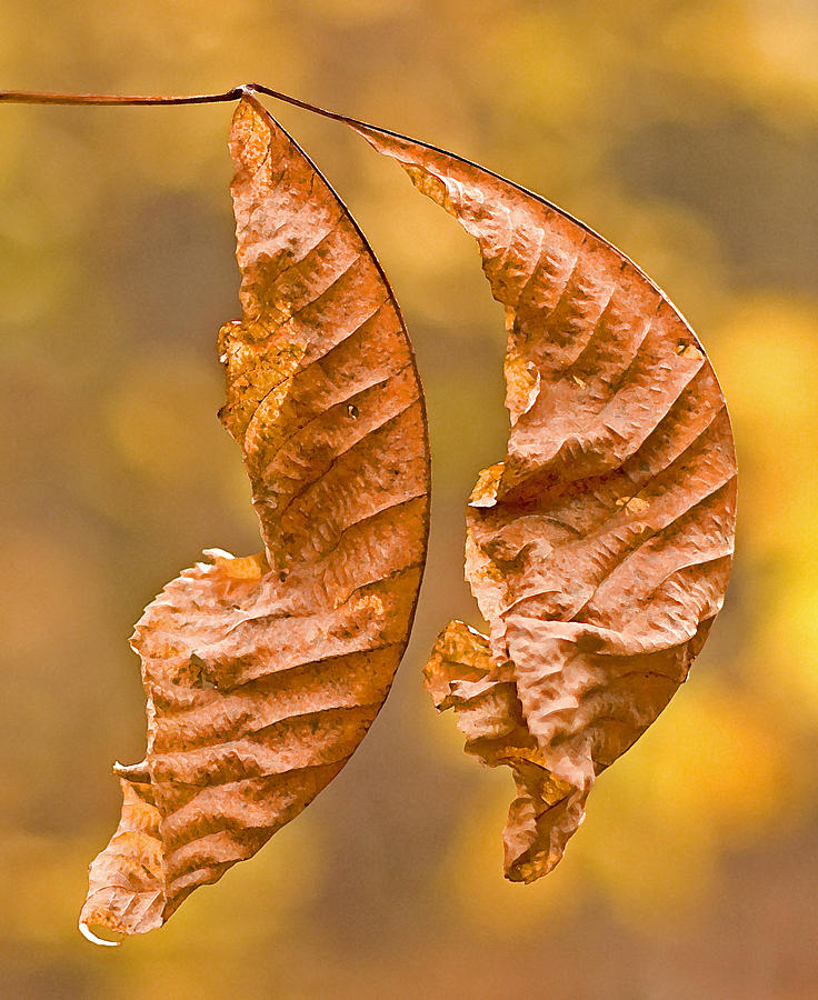 Autum Leaves Photograph by Frank Winters
