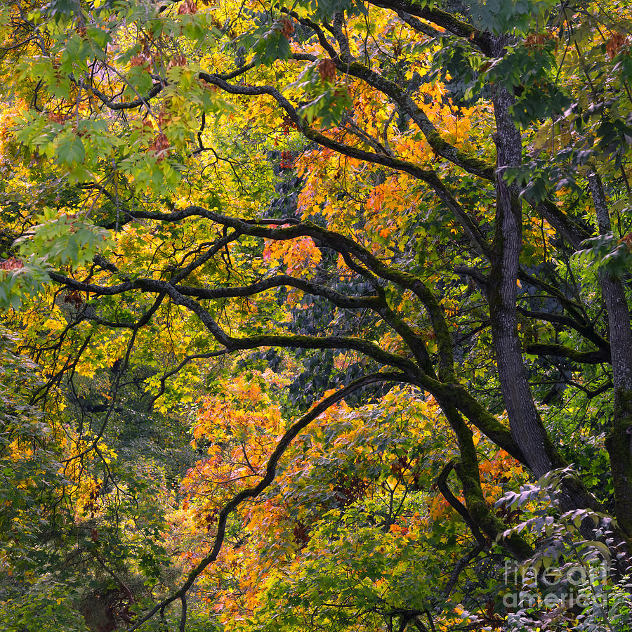 Autumn 05 Photograph by Tom Uhlenberg