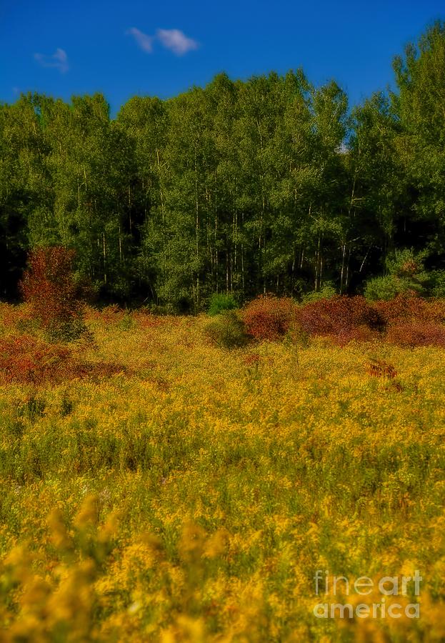 Autumn - A Meadow of Goldenrod Photograph by Henry Kowalski