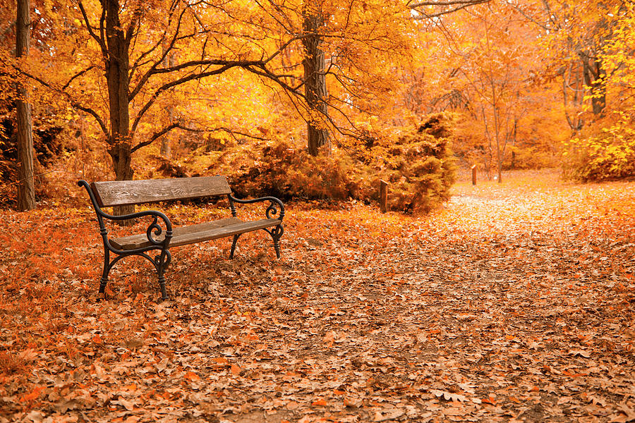 Autumn A Park Bench In Hungary By Focusstock