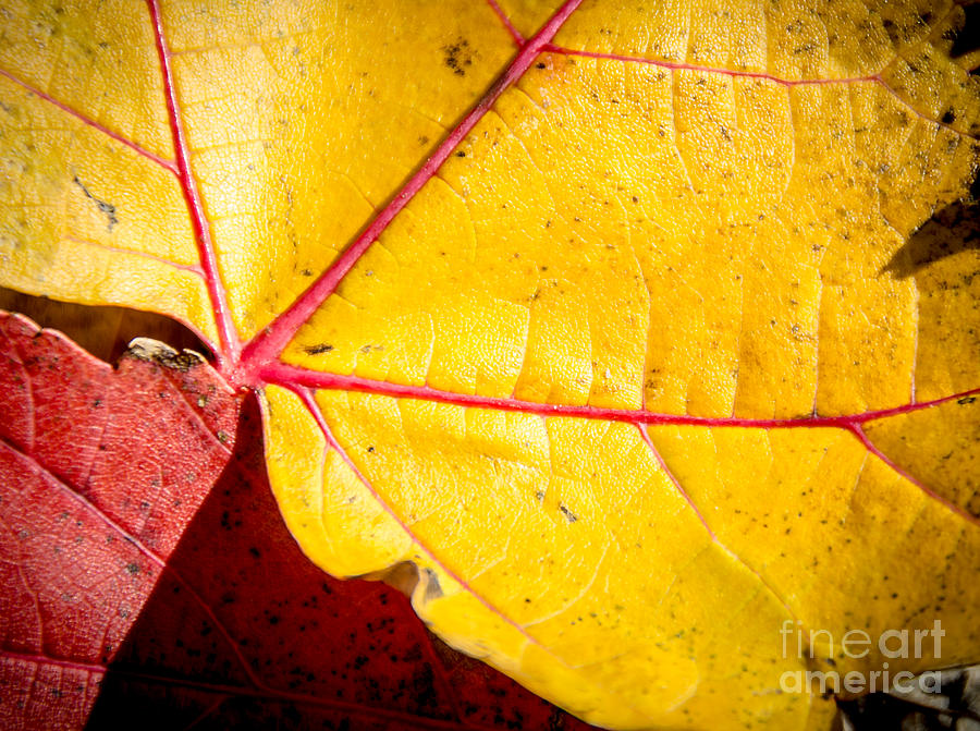 Autumn Abstract  Photograph by Cheryl Baxter
