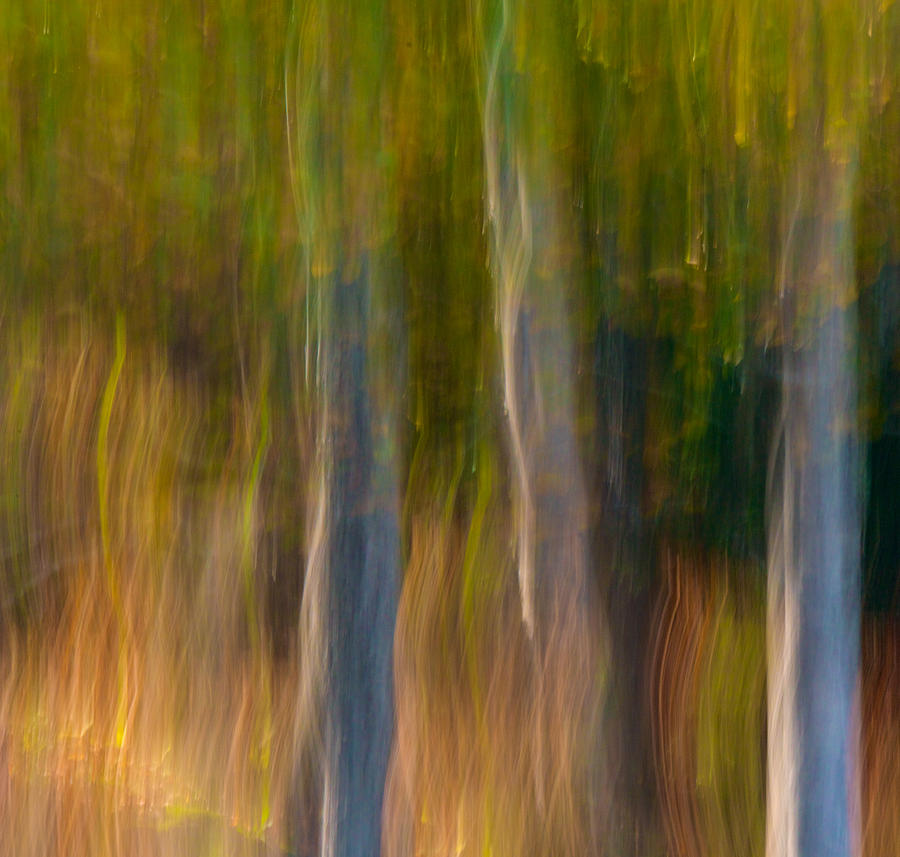Autumn Abstract Photograph by David Kay