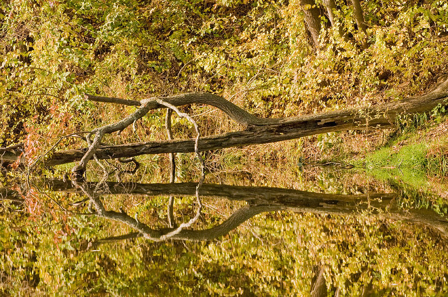 Autumn Abstract Reflection Photograph by Gary Slawsky