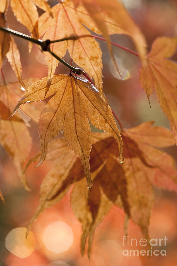 Up Movie Photograph - Autumn Acer by Anne Gilbert