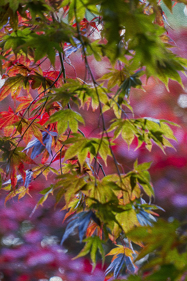 Autumn Acer. Photograph by Clare Bambers