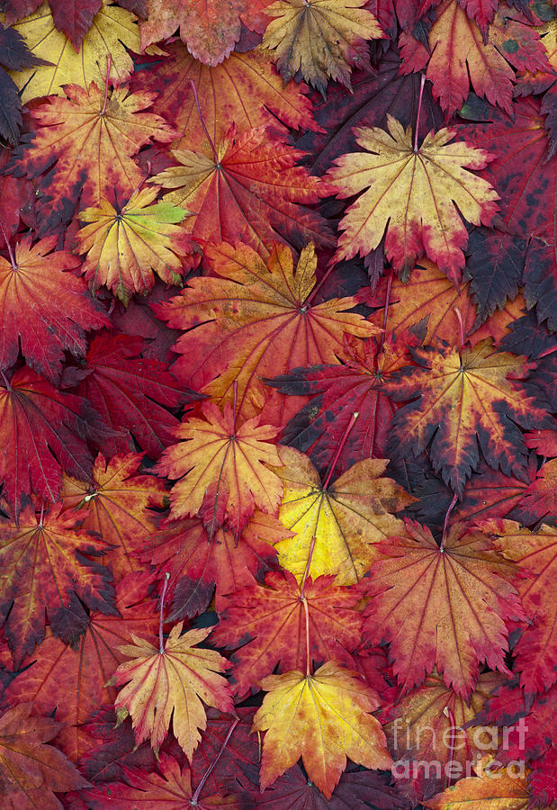 Autumn Acer Leaves Photograph by Tim Gainey