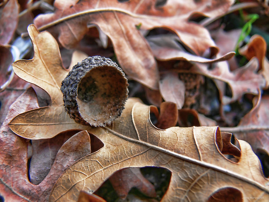 Autumn Acorn and Oak Leaves Photograph by Jennie Marie Schell