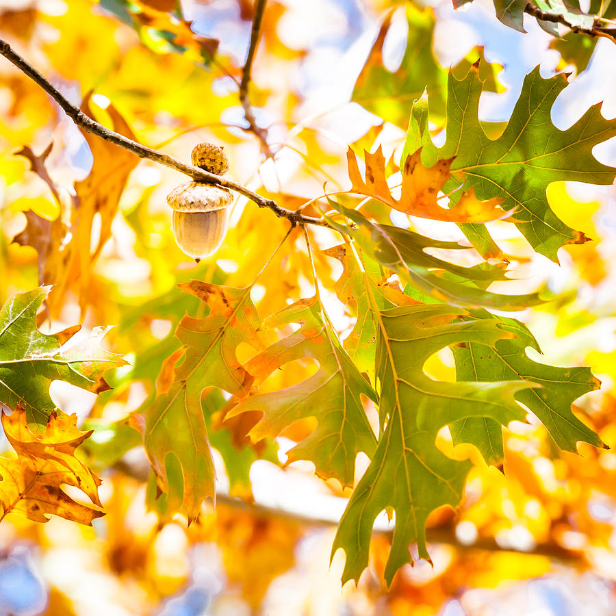 Autumn Acorn Photograph by Melinda Ledsome
