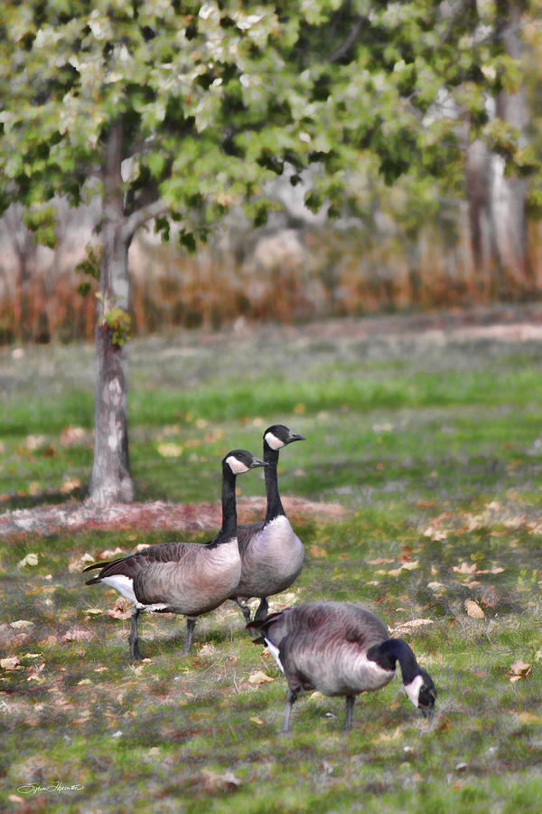 Geese Photograph - Autumn Afternoon by Sylvia Thornton