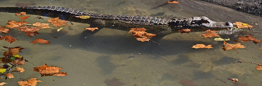 Autumn Alligator Photograph by Joe Bledsoe