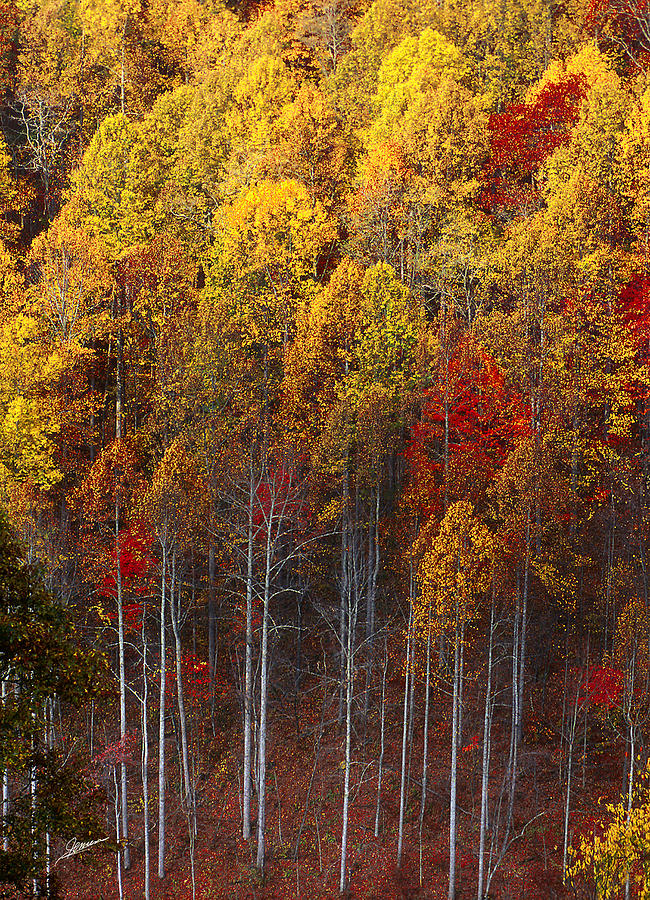 Autumn Along the Blue Ridge Parkway Photograph by Phil Jensen