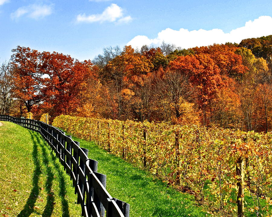 Autumn Amish Vineyard Photograph by Frozen in Time Fine Art Photography