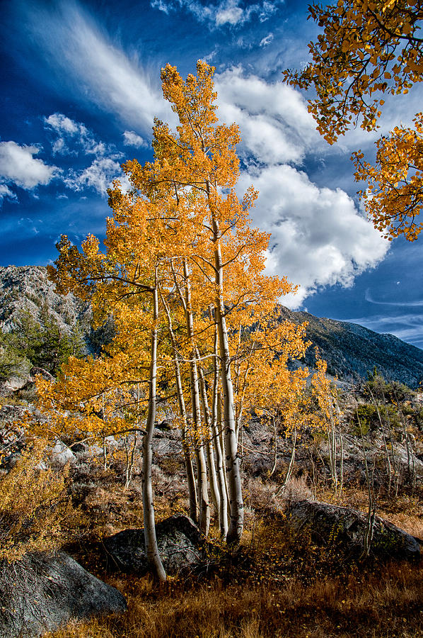Mountain Photograph - Autumn and Blue Skies by Cat Connor