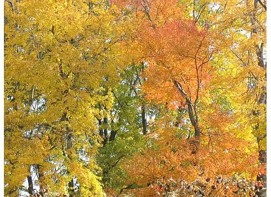 Fall Photograph - Autumn by Angela Smith