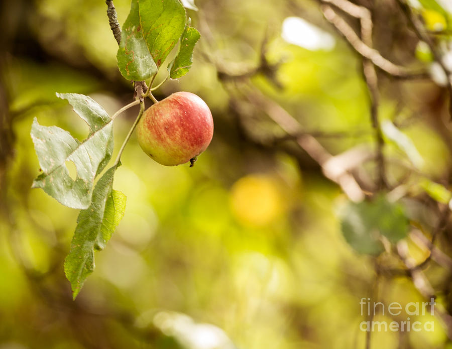 Autumn Apple Photograph
