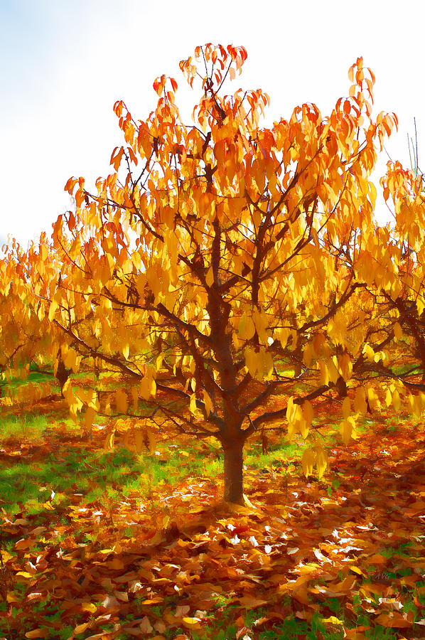 Autumn Apple Painting Photograph by Allan Van Gasbeck