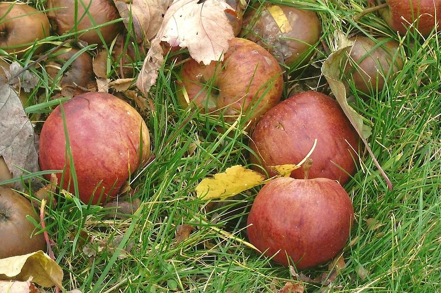 Autumn Apples Photograph by Dody Rogers