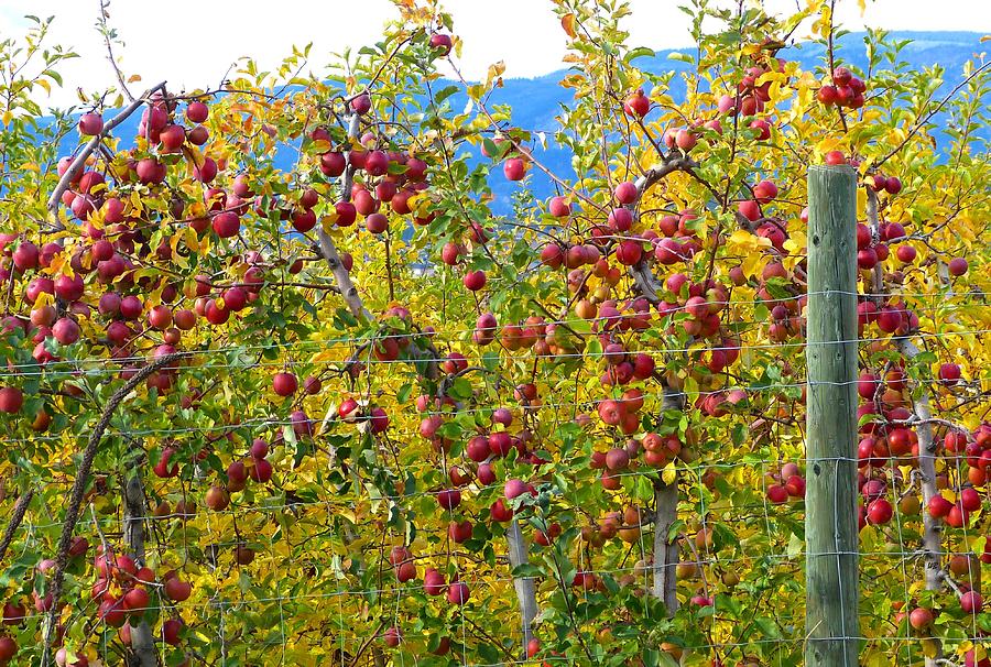 Fall Photograph - Autumn Apples by Will Borden