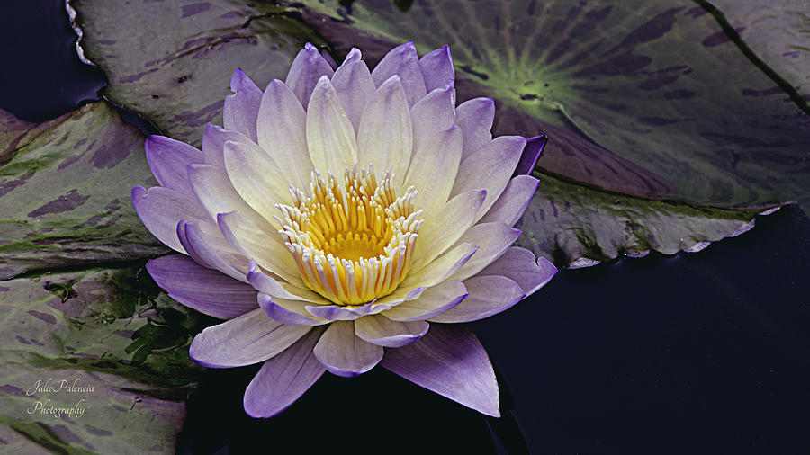 Waterlily Photograph - Autumn Aquatic Bloom by Julie Palencia