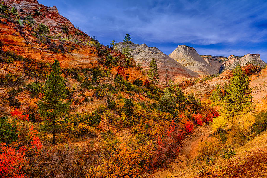Zion National Park Photograph - Autumn Arroyo by Greg Norrell