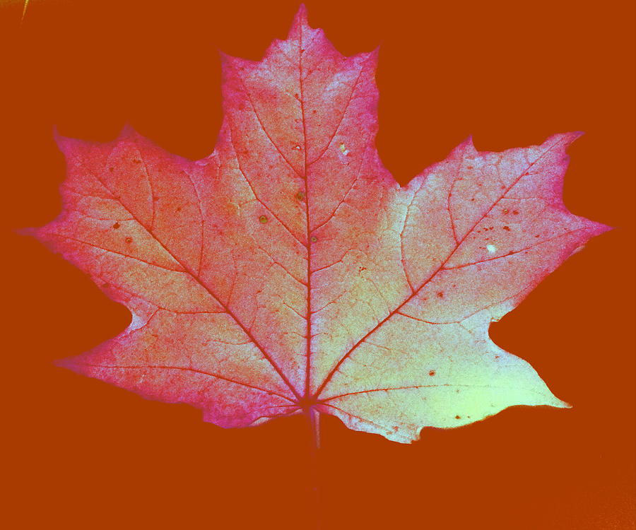 Autumn Art Digital Art by Kathleen Luther