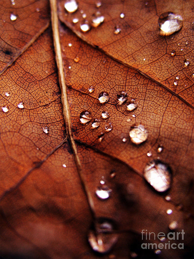 Nature Photograph - Autumn by Ashley Richardson