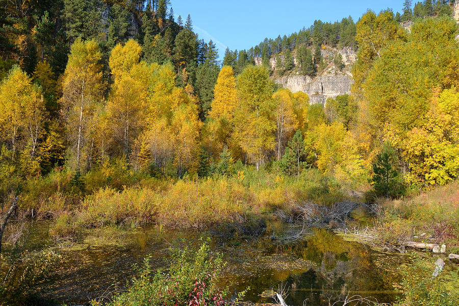 Autumn Aspen at Iron Creek Photograph by Greni Graph