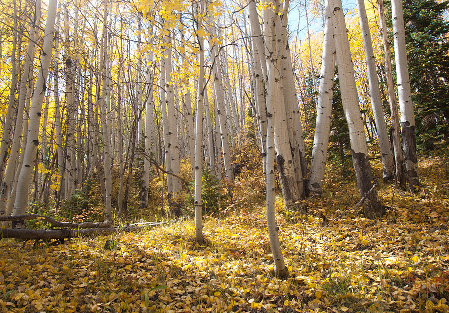 Autumn Aspen Forest Photograph by Cascade Colors
