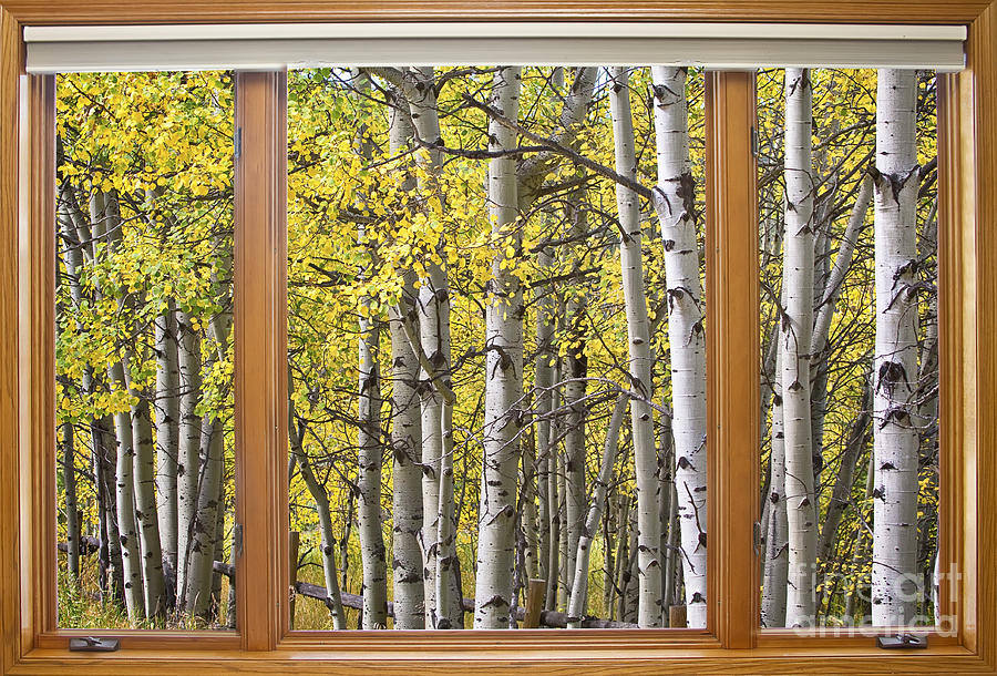 Autumn Aspen Forest Classic Wood Window View  Photograph by James BO Insogna