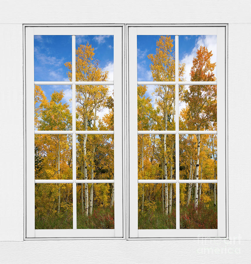 Cool Photograph - Autumn Aspen Forest White Window Frame View by James BO Insogna