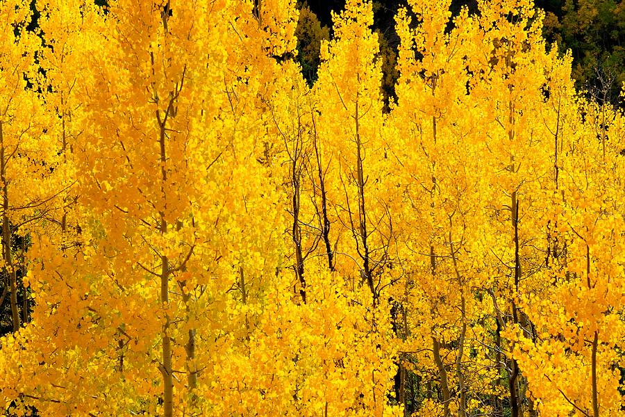 Autumn Aspen Grove Photograph by Marilyn Burton