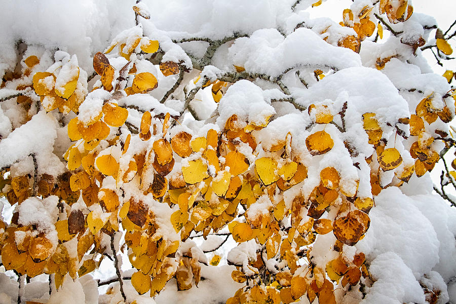 Autumn Aspen Leaves In The Snow Photograph